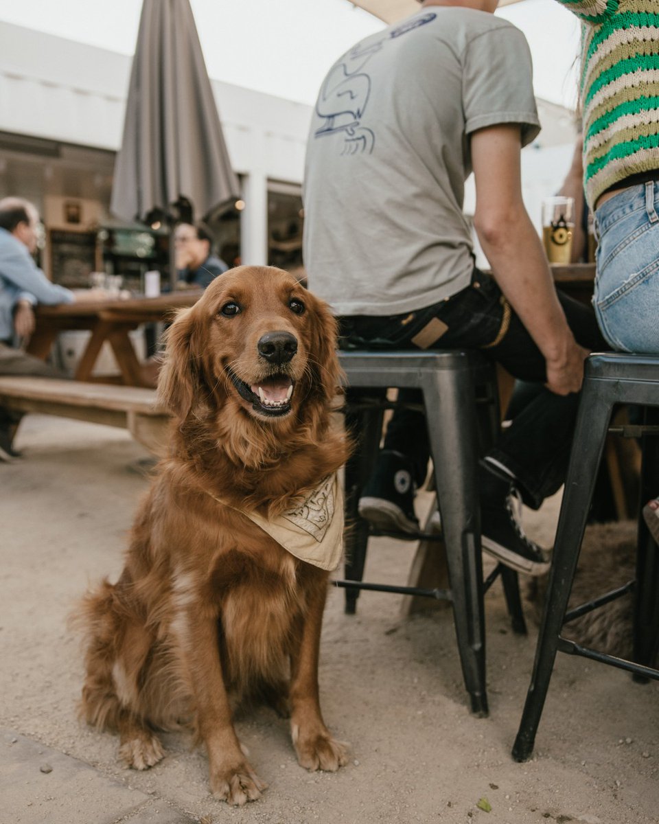 Arlo the dog recently had a great time in downtown Atascadero and wanted us to tell you what a pup-friendly community it is! He says remember to bring your leash and enjoy all the great restaurant and hotel options that welcome furry friends. 🐾❤️  bit.ly/47TBR4P