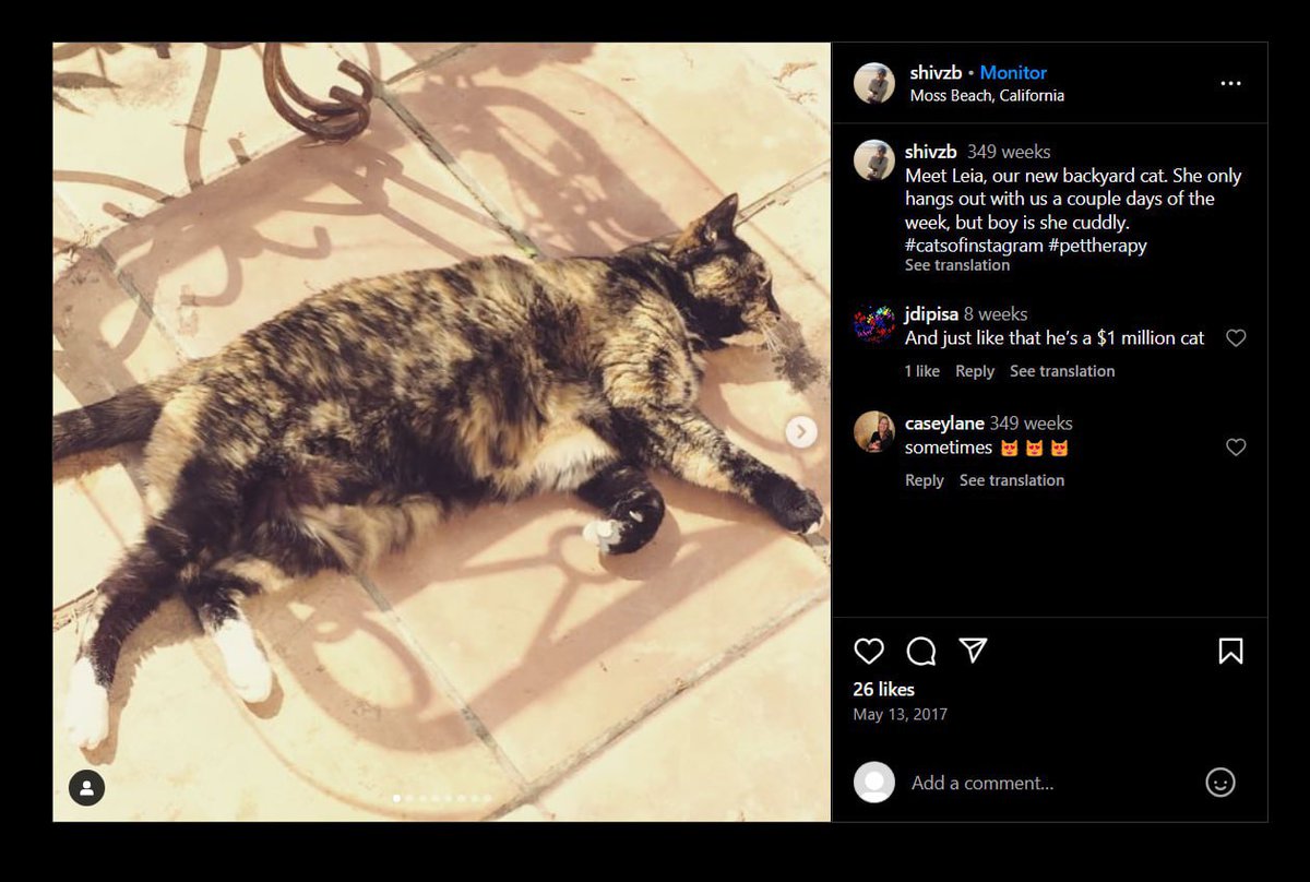 LEIA - The Solana Founder’s Cat 🐈⬛ tweet media
