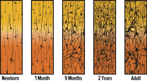 🧠The synapse density rapidly increases post-birth👶, reaches its maximum during infancy, at which stage it is double the amount that will be observed in adulthood. 📕Conel, JL. The postnatal development of the human cerebral cortex. Cambridge, MA: Harvard University Press; 1975