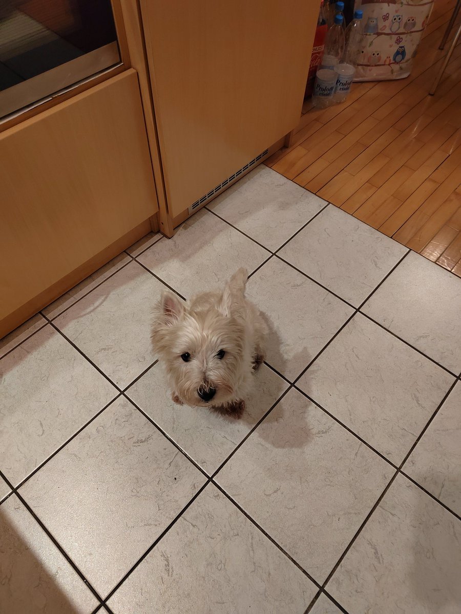 #jerry #westie #terrier #FoodSecurity #hungry #home #winter #dogsofx #dogslover #animal #enjoylife