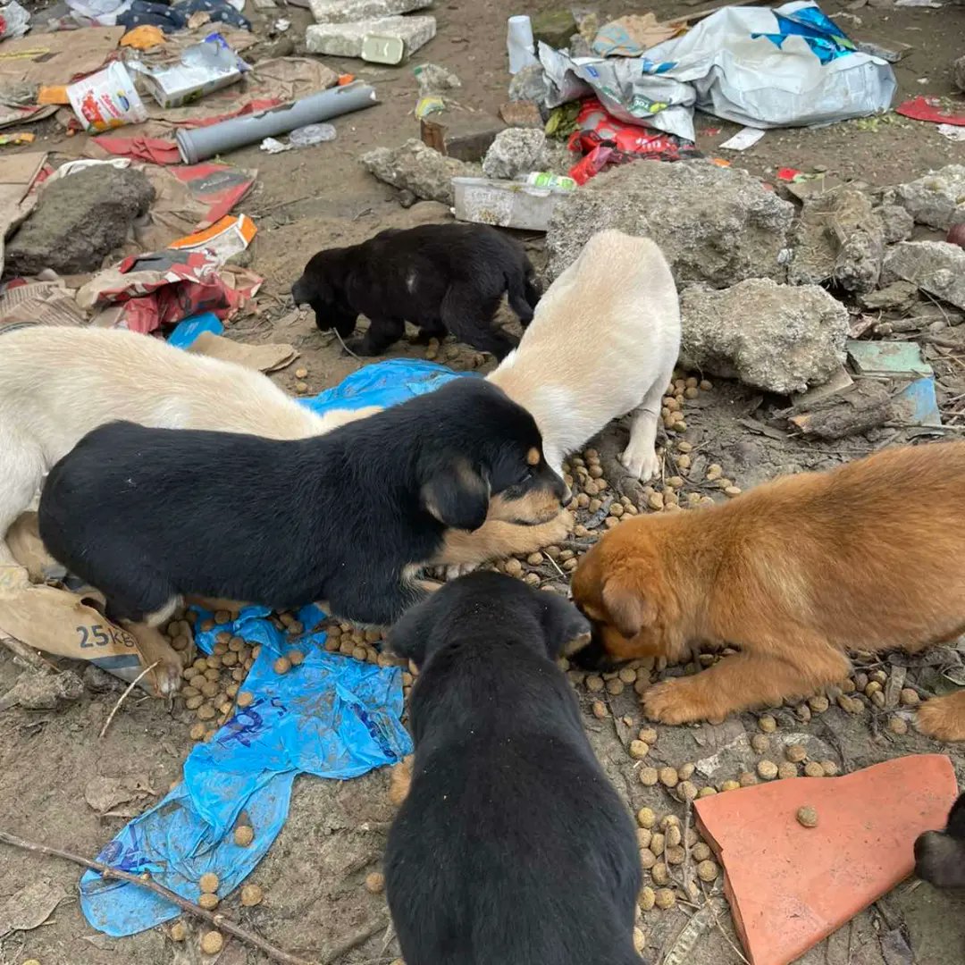 ‼️Pre nego ih bacite kao smece pomislite da li ce vas stici karma 🥺Ma i ja pisem bzv ,takvi zlotvori dusu nemaju ☑️Sklonila sam ih da im obezbedim bolji zivot 🥹Nazalost dobili su parvo virus ,ostalo je jos jedno stene koje se bori za zivot 😭Zao mi je 🥹🐾