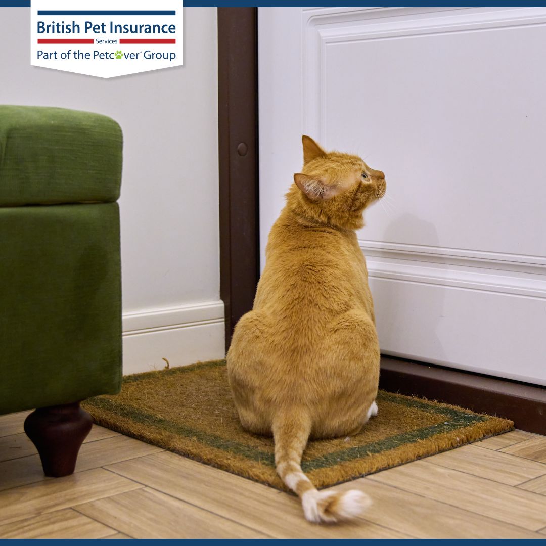 Petcover Group tweet media