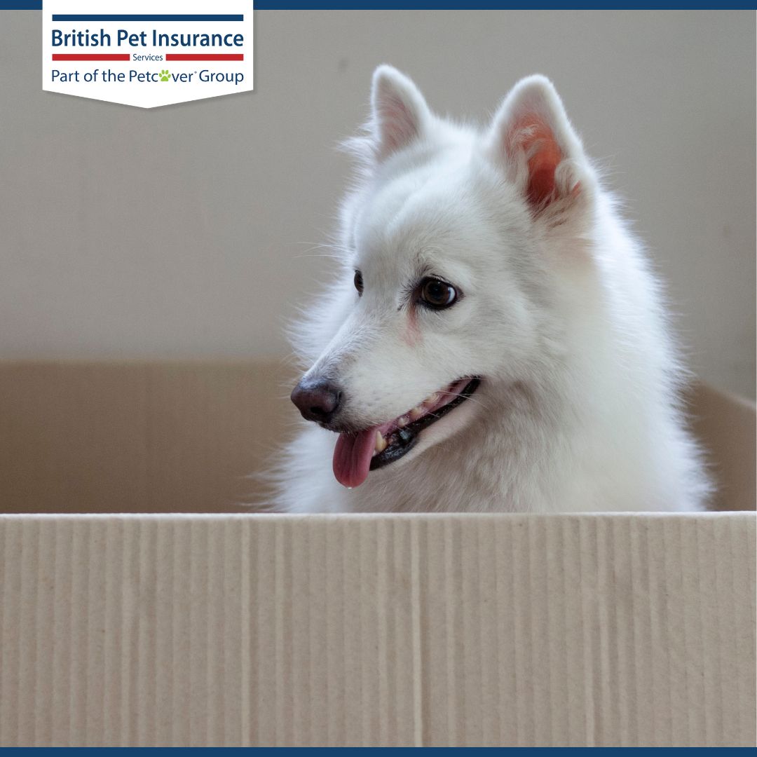 Petcover Group tweet media