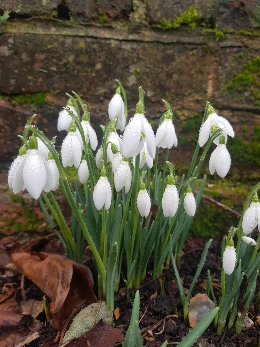 After the grey and cold of December and early January the appearance of snowdrops always seems to raise the spirits. Winter #SearchForColour in #KingJohnsGarden #BeautyInSmallThings. More beautiful #TestValley gardens? <a href="/moreTestValley/">Romsey VIC</a> <a href="/Visit_Romsey/">Visit Romsey</a>