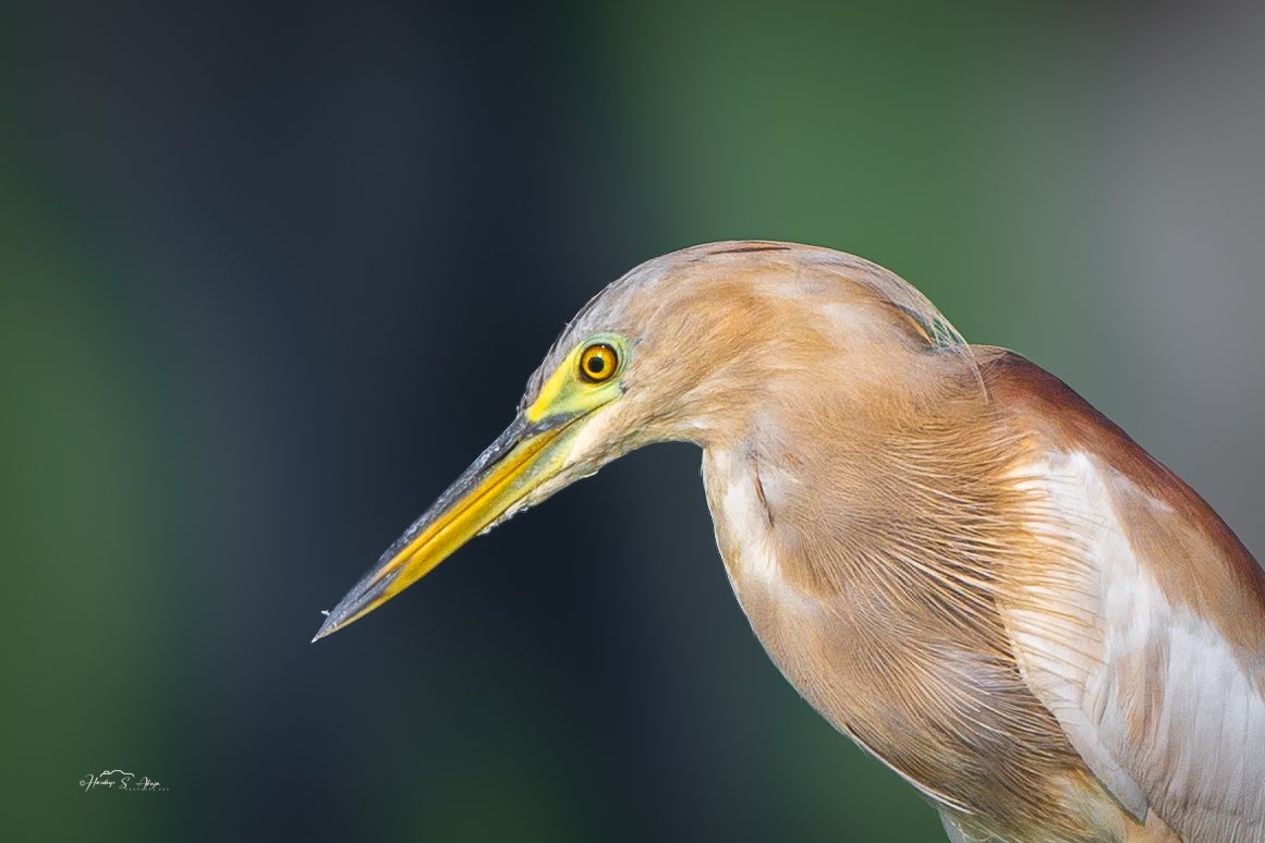 'Hazaro raaz chupe hain in ankhon me mere, ❤️ Nazar mila mujhe se aur hamraaz banja' ❤️
ID : ਛੱਪੜੀ ਬਗਲਾ  (Indian Pond Heron)
#hsahujaphotography 📸
#bbcearth  #natgeoindia #instabird #birdsofindia #birdshots #birdseyeview #birdsonearth #birdsofparadise #singlechallenge 
#photo