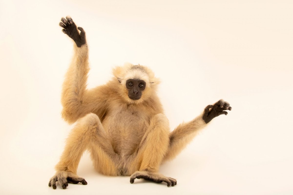 Pileated gibbons like this two-year-old are master brachiators, using their long forearms to swing from tree to tree in their forested homes, sometimes bridging gaps as wide as 30 to 50 feet. When on the ground, gibbons walk bipedally like humans.