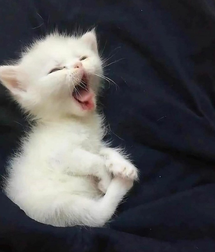 GilbertLylll's tweet photo. eepy yawn https://t.co/y2NtTriNMj