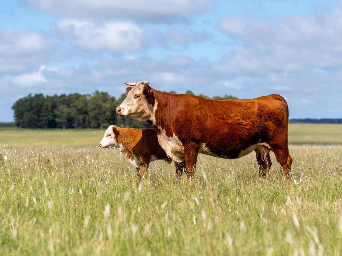 #geneticamarcaelparaiso #hereford #hereforduruguayo