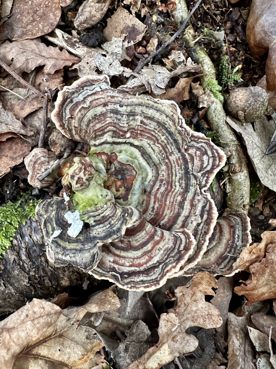 Funguy🍄 tweet media