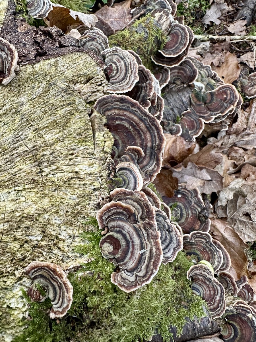 Funguy🍄 tweet media