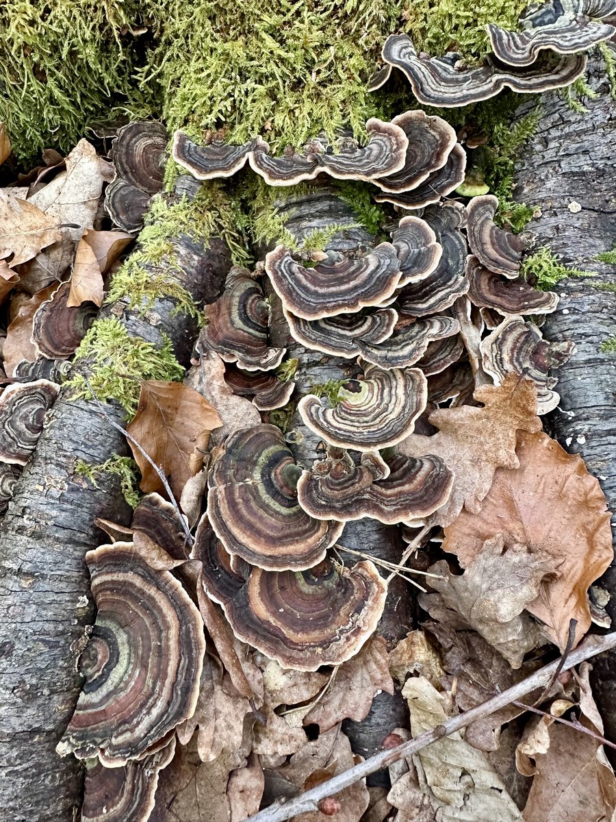 Funguy🍄 tweet media