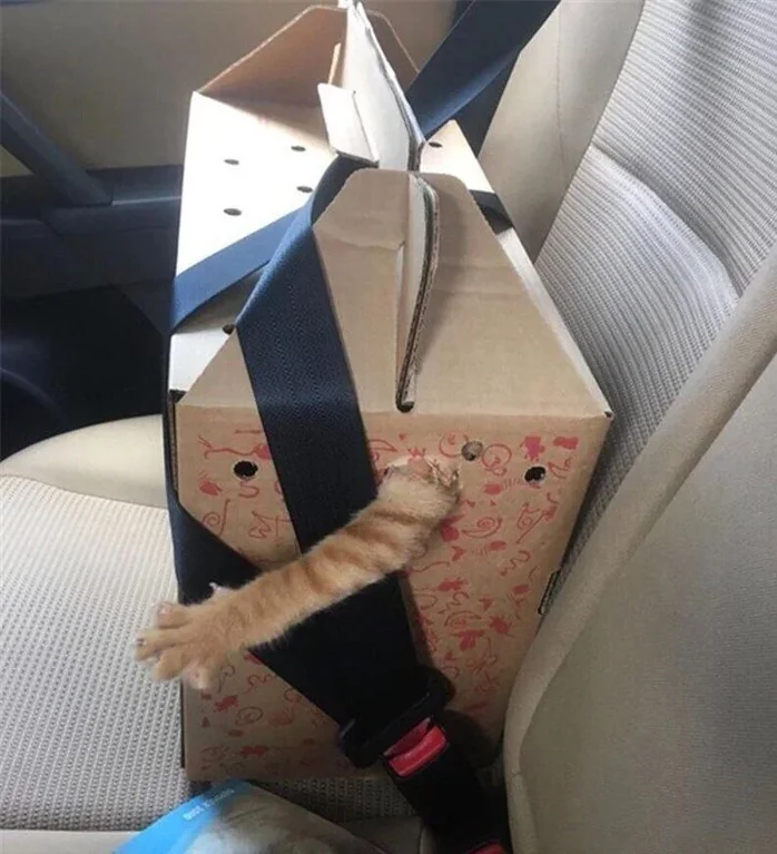 Dont Show Your Cat tweet media