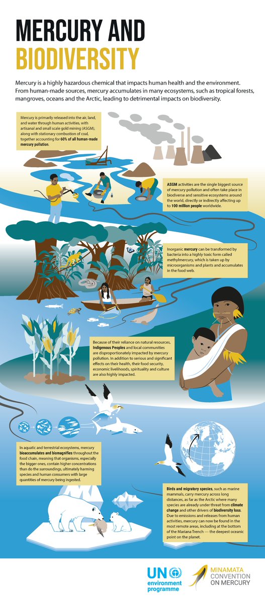 At the Bern III Conference, the #MinamataConvention Secretariat strongly supports collaboration among #biodiversity-related Conventions. Our new infographic explores the #mercury impact on biodiversity & human health (in EN, FR & ES) 👇 bit.ly/BiodiversityIn… #BiodiversityPlan
