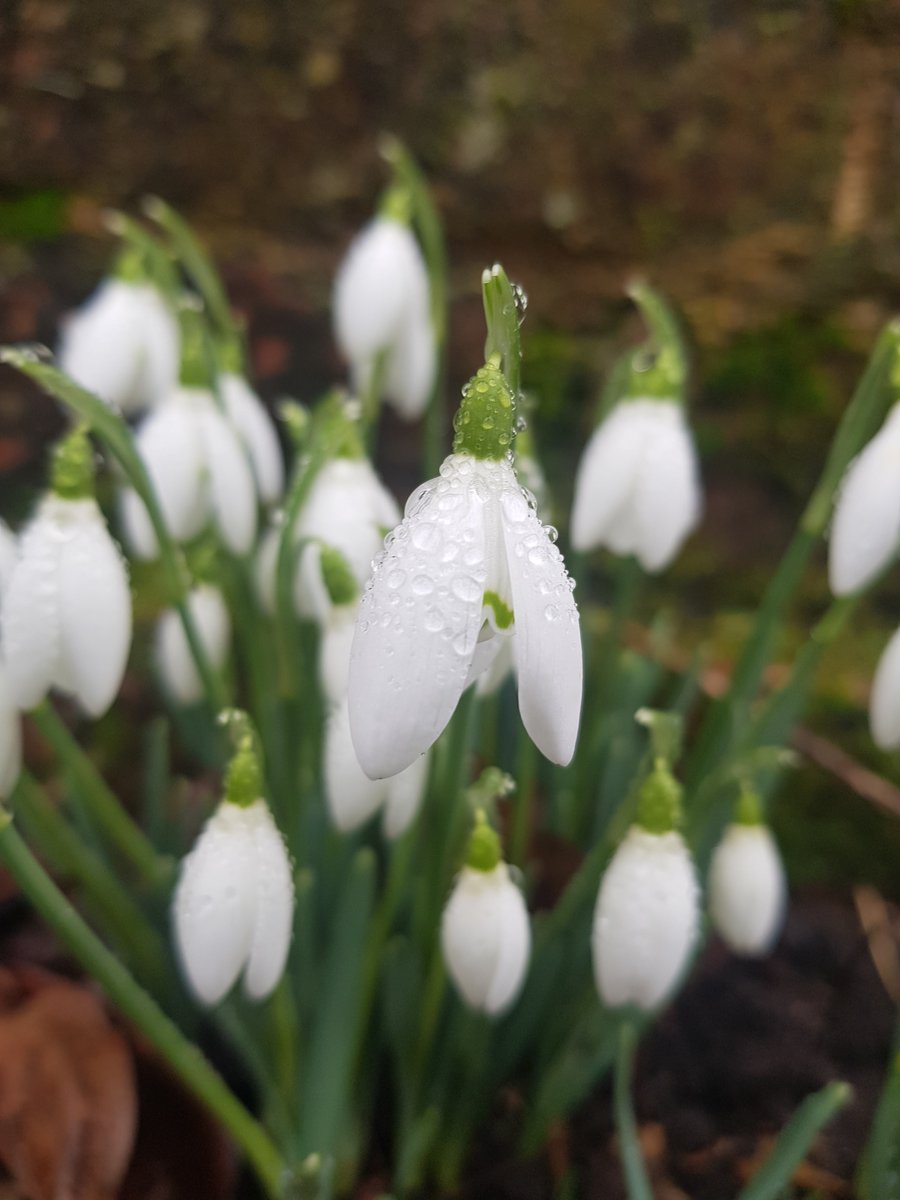 There is always something pleasing about raindrops on petals and they are especially pleasing when they are on snowdrops #BeautyInSmallThings from #KingJohnsGarden. For more beautiful #TestValleyGardens @moreTestValley @Visit_Romsey