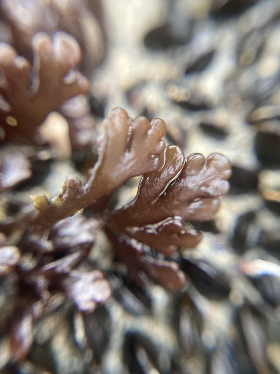 Millmoo's tweet photo. #sealife #wildlfie #nature https://t.co/Zk9pziwg4A