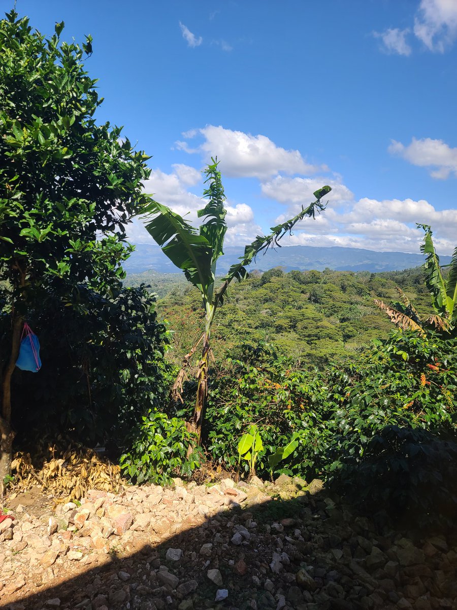 The coffee is ripe.  Legacy Farms Coffee. Com#croptocup #compassioncoffee #coffeewithacause #farmtocup #directtrade #directtradecoffee #helpingtheleastofthese #community #givingback #artisianroasters #artisiancoffee #legacyfarmscoffee #coffeeholic #coffeemakers #coffeeobsessed