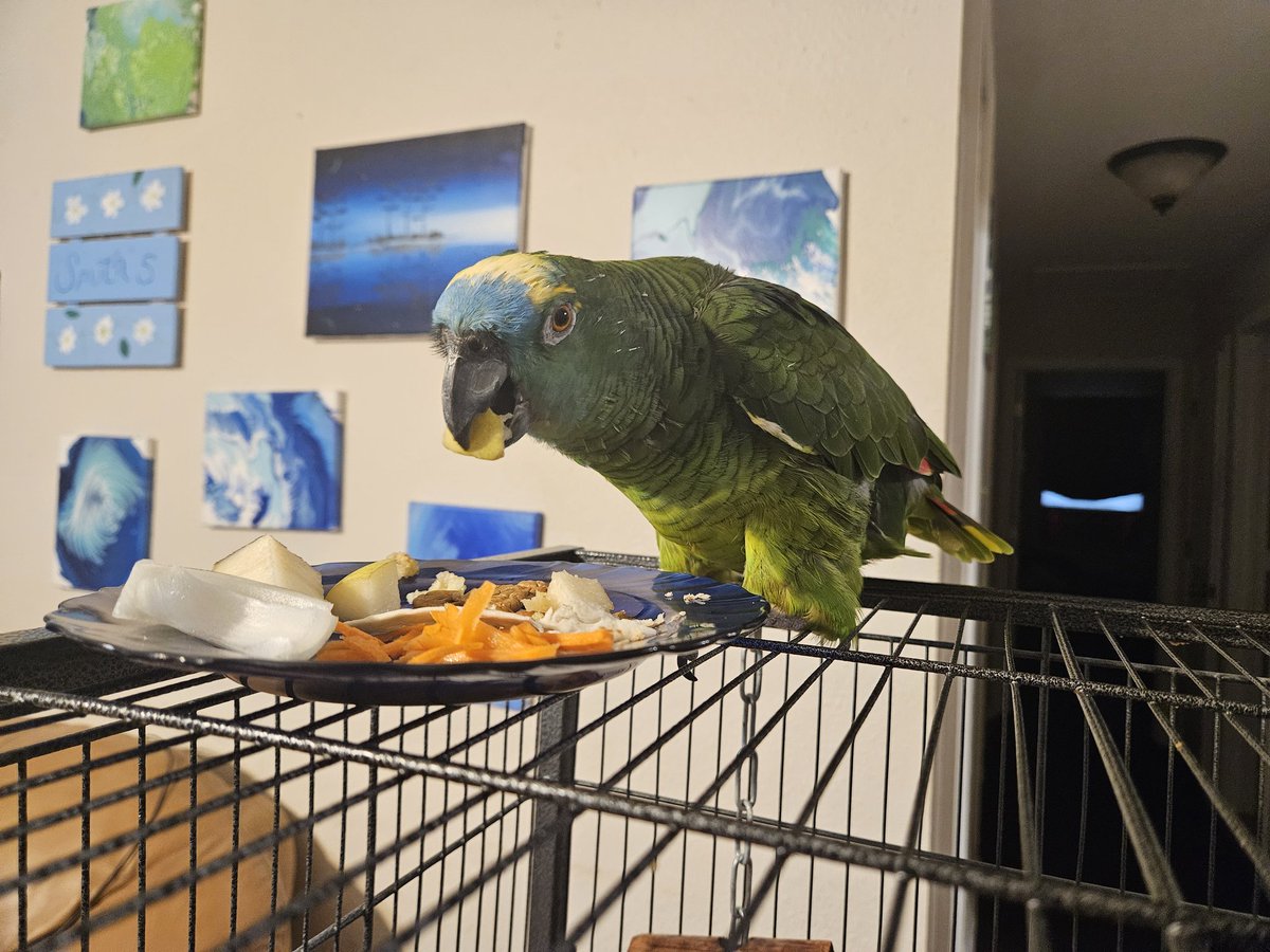 SwampGAS16's tweet photo. Rocco having his breakfast. Pear, onion, carrot and pecans. #parrotlife #bluefront #parrot https://t.co/W5qm3eeoVn