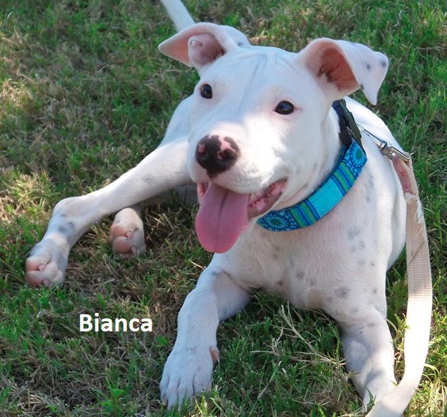 WeSew4You's tweet photo. Bianca looks beautiful in her stained glass Classy Collar! See this and more at the website, or send us a message!  Thanks!
#doglovers #dogsofinstagram #dog #dogs #doglife #dogoftheday https://t.co/GylYCWHpmD