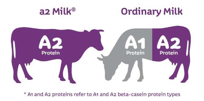 A1/A2

The next factor is the beta-casein proteins that make up 80% of milk.

The difference comes from one of the amino acids.

A1 has a histidine amino acid and A2 has a proline amino acid.
