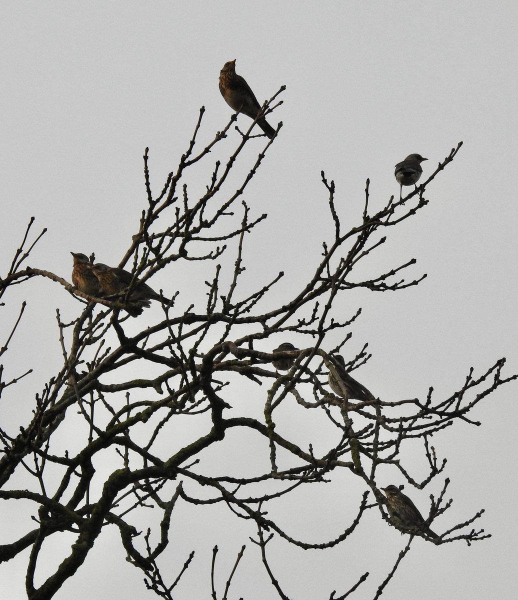 Bad photos from a patch stroll around Warwick Uni campus this morning: Red Kite, Goosander, Cormorant and mixed thrush flock.