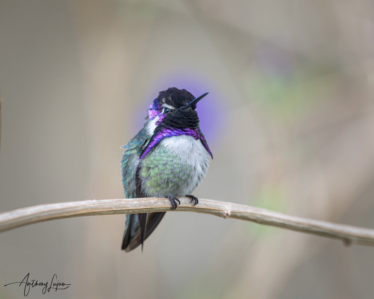 Costa’s Hummingbird
Calypte costae
#alhummingbirdperched
Sony A1 - Sony 600mm

#costashummingbird #hummingbird #NatGeoWild #Best_Birds_Of_World #your_best_birds #birdstagram #Nuts_About_Birds #eye_spy_birds #planetbirds #hummingbirds #nature_perfection #Best_Birds_Planet #bird...