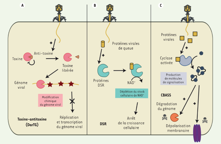 Pour se défendre contre les virus bactériophages qui les infectent, les bactéries ont développé un éventail de mécanismes au cours de l'Évolution. Découvrez le monde de l'immunité bactérienne !  
bit.ly/3TKUP9H #openaccess <a href="/institutpasteur/">Institut Pasteur, since 1887</a> <a href="/univ_paris_cite/">Université Paris Cité</a> <a href="/Inserm/">Inserm</a>