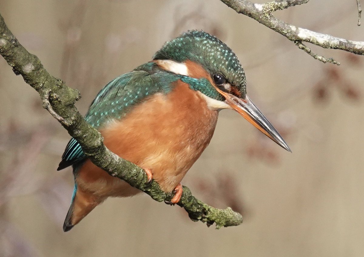 A very patient Kingfisher waits for the optimum time to dive. 
#Staffordshire