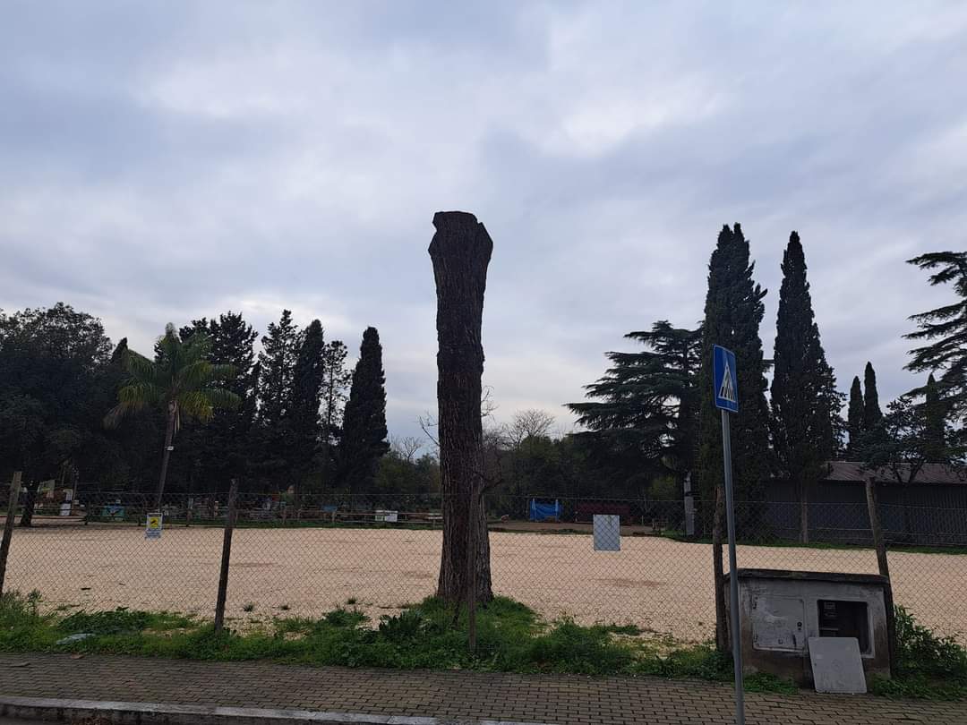 trisoriog's tweet photo. Quel che resta di un vivaio! Che tristezza, neanche un albero per il parcheggio nelle calde giornate estive! #degradourbano #VIImunicipio #quartomiglio #vivaio #climatechange https://t.co/4UQNAlhSDj