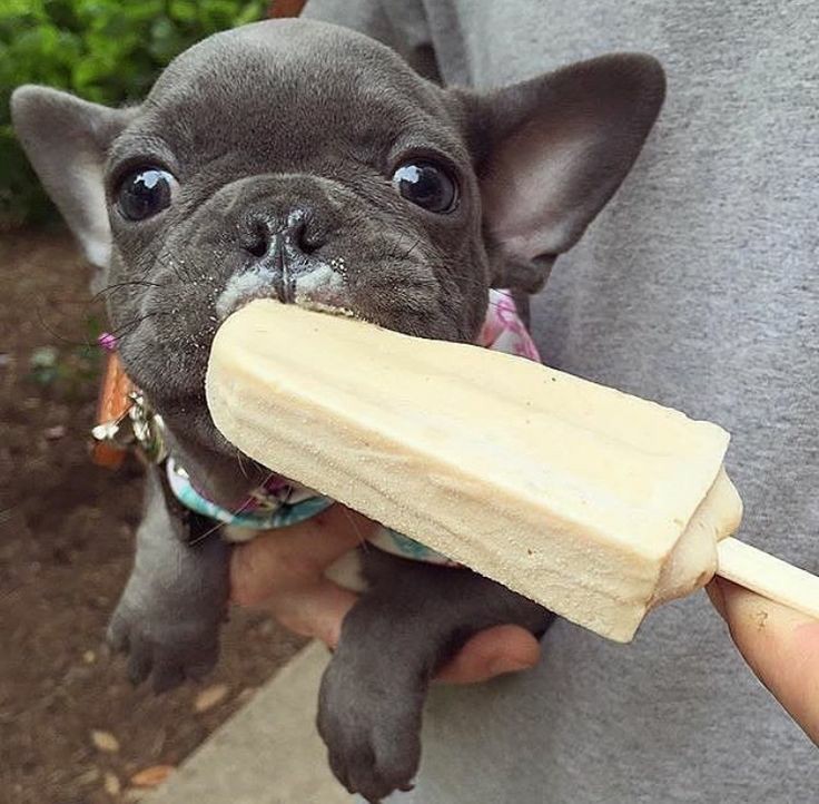 Thefrenchiegang's tweet photo. Ice cream lover..... ❤️❤️❤️
.
.
.
.
#Frenchie #frenchielover #ilovemyfrenchie #frenchieoftheday #frenchbulldog #frenchbulldoglover #frenchbulldogoftheday #frenchbulldogpuppy #frenchbulldogworld #frenchiepuppy #theworldoffrenchbulldog #frenchieworld #frenchiemom #batpig https://t.co/jUSCBKeNBY
