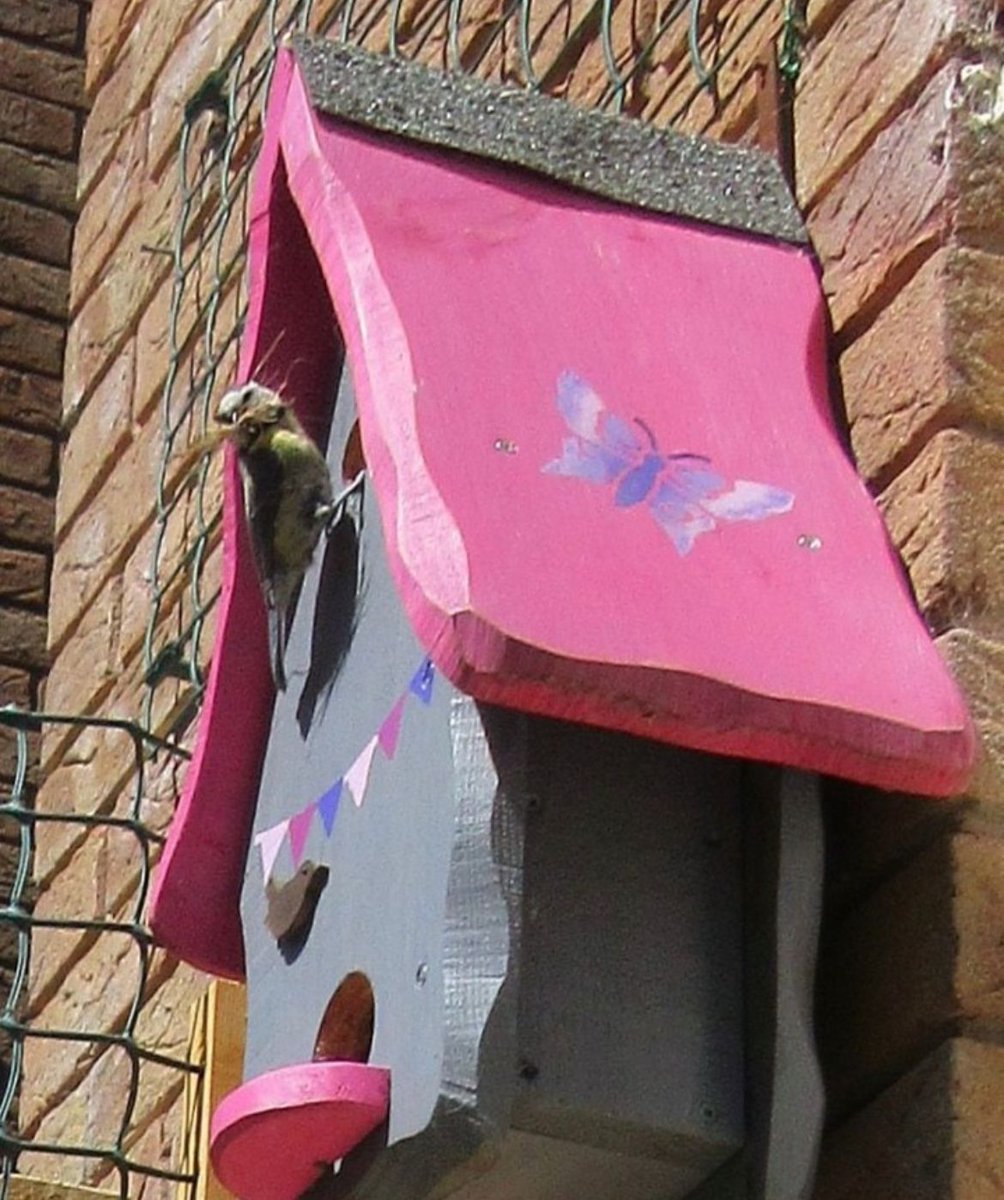 JennyruthW's tweet image. It's the @Natures_Voice Big Garden Bird Watch 26th - 28th January🐦
How many birds can you spot in your garden?
Bonus points if they're on any of our bird boxes or feeders😁

Click here to sign up: buff.ly/3OebEX1 
#RSPB #Birds #NestingBoxes