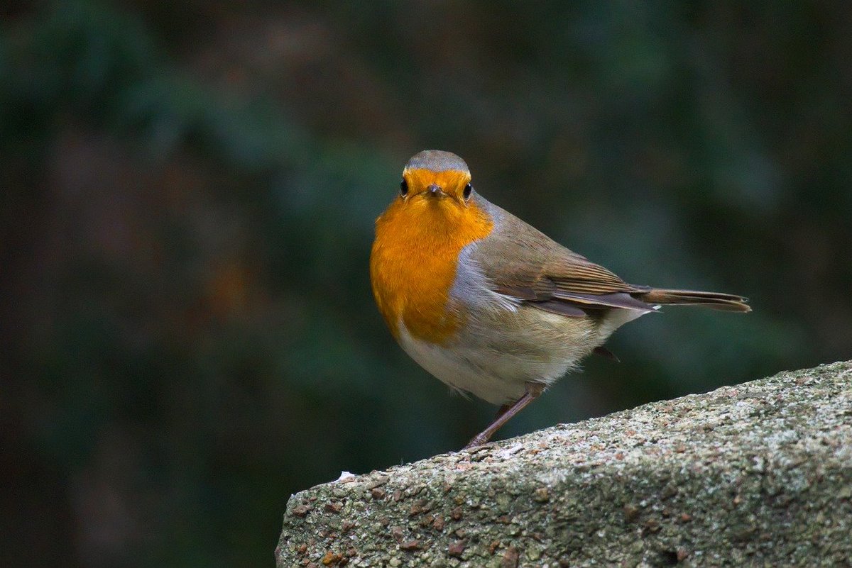 It's the Big Garden Birdwatch this weekend, and we are on the hunt for our garden's finest feathered residents. We’ll be on the look out for robins, wrens, magpies and more!  Sign up from 26-28 January at bit.ly/3vHBADW

#BigGardenBirdwatch #Letchworth
