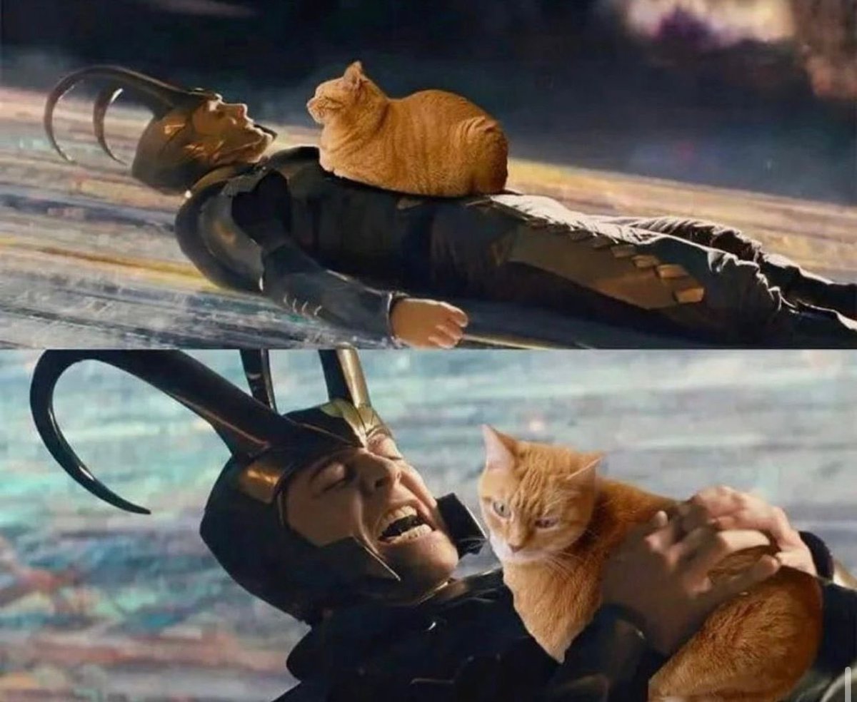 😂 Solo los que tienen gatos darán RT