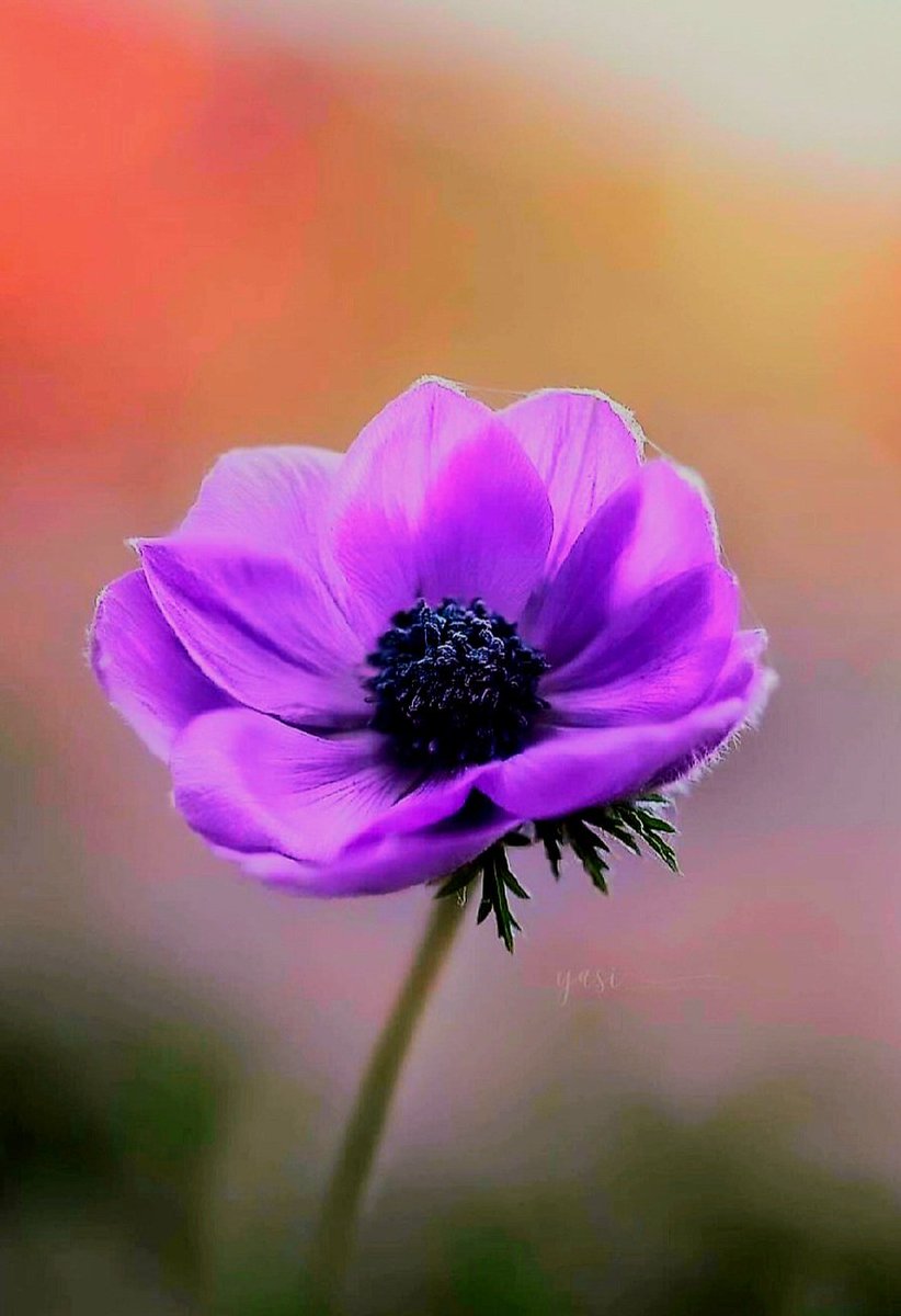 🌼 𝑫𝒂𝒊𝒔𝒚 🌼 tweet media
