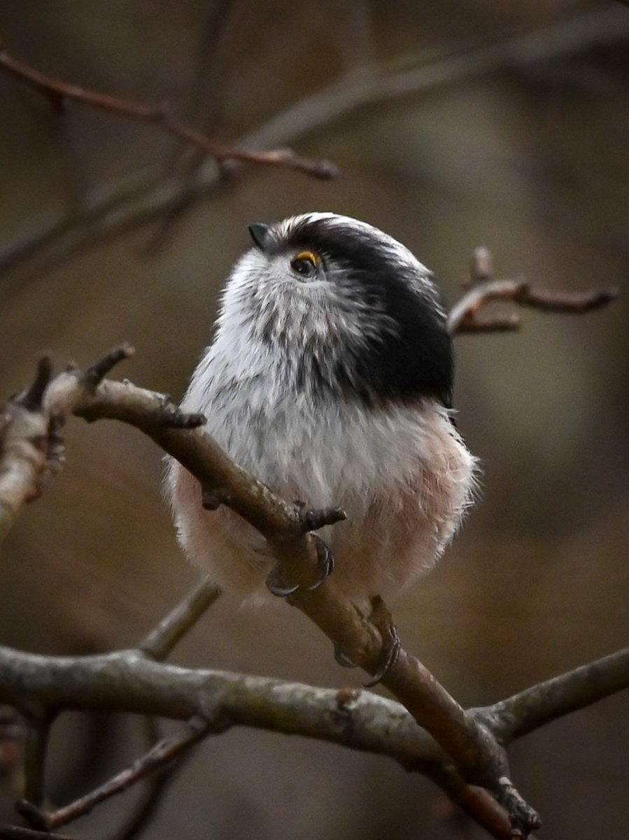 Glenys Norquay tweet media