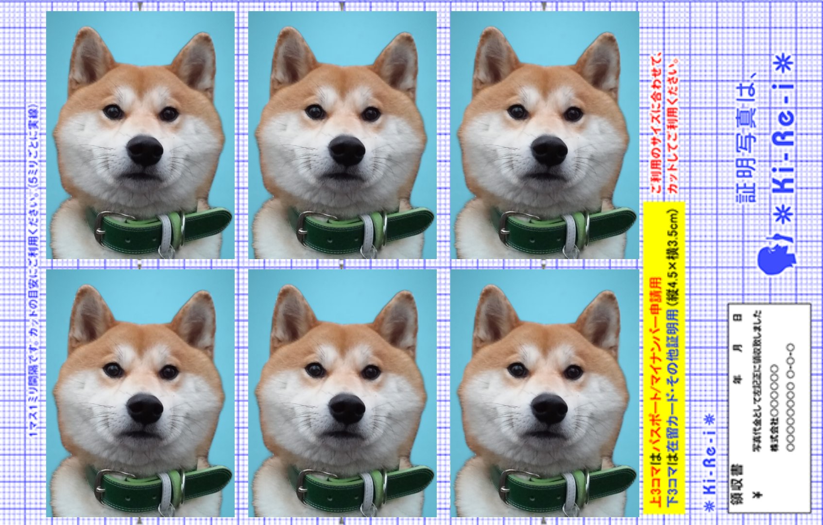 柴丸 祥&柴犬のまるちゃん on X: 