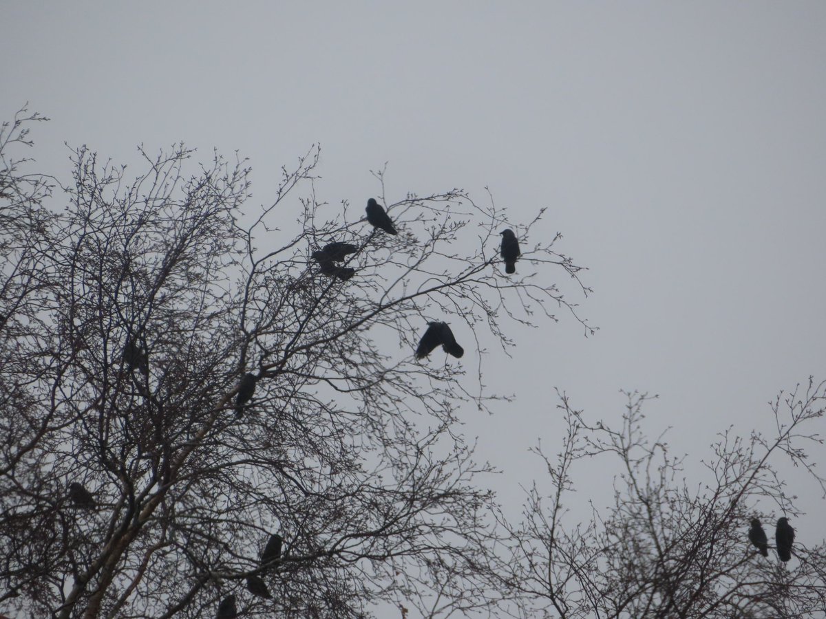 wildswimmer67's tweet image. A ‘murder of Crows ‘ in Motherwell. #crows #birds #murderofcrows