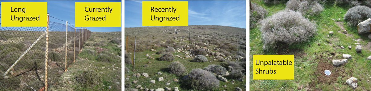 check out our latest studies where we report the effects of plant–animal interactions on biodiversity recovery

doi.org/10.1016/j.gecc…

#biodiversity #recovery #resilience #conservation #Mediterranean