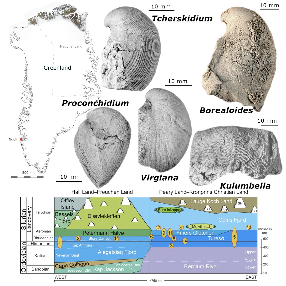 The PalAss (@thepalass) on Twitter photo Late Ordovician and early Silurian virgianid and stricklandioid brachiopods from North Greenland: implications for a warm-water faunal province onlinelibrary.wiley.com/doi/10.1002/sp… <a href="/ProfDATHarper/">David Harper</a> <a href="/ICS2022/">International Commission on Stratigraphy</a> <a href="/datadryad/">Dryad</a> <a href="/wileyearthspace/">Wiley Earth and Space Science</a> Late Ordovician and early Silurian virgianid and stricklandioid brachiopods from North Greenland: implications for a warm-water faunal province onlinelibrary.wiley.com/doi/10.1002/sp… <a href="/ProfDATHarper/">David Harper</a> <a href="/ICS2022/">International Commission on Stratigraphy</a> <a href="/datadryad/">Dryad</a> <a href="/wileyearthspace/">Wiley Earth and Space Science</a>