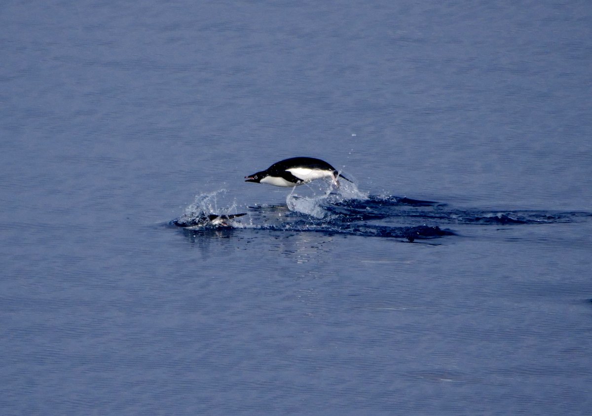 It seems that penguins can fly......who knew.  An adalie penguin off Seymour Island,  Antarctica,  this morning #BirdsOfTwitter