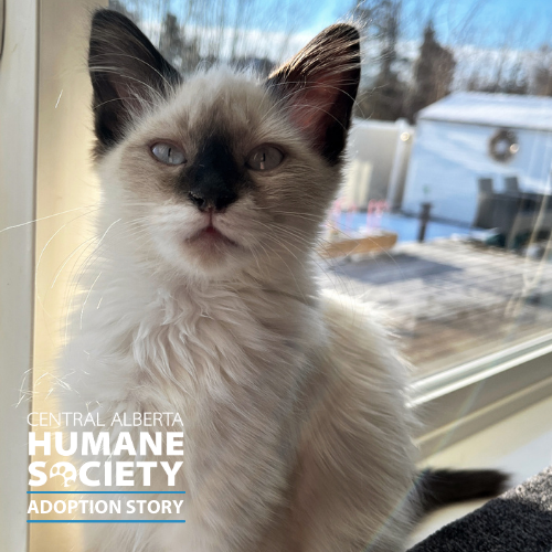 cahumanesociety's tweet photo. Happy Thursday! Here's another Happy Tails Adoption Story! 🐾
💓 We absolutely LOVE receiving updates on CA Humane's adopted pets. Thank you for choosing adoption!
Read about Tofu here: https://t.co/jBhfEFKd2t
#AdoptDontShop #CAHSAdoptionStory #CAHumane https://t.co/dKHS29xdId