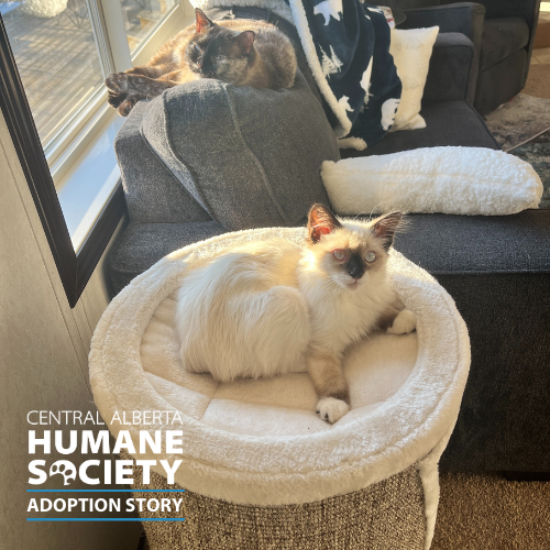 cahumanesociety's tweet photo. Happy Thursday! Here's another Happy Tails Adoption Story! 🐾
💓 We absolutely LOVE receiving updates on CA Humane's adopted pets. Thank you for choosing adoption!
Read about Tofu here: https://t.co/jBhfEFKd2t
#AdoptDontShop #CAHSAdoptionStory #CAHumane https://t.co/dKHS29xdId