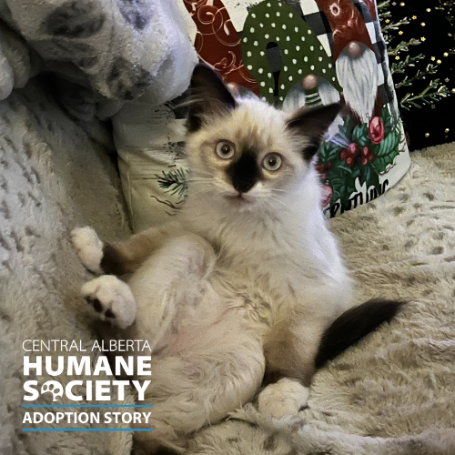 cahumanesociety's tweet photo. Happy Thursday! Here's another Happy Tails Adoption Story! 🐾
💓 We absolutely LOVE receiving updates on CA Humane's adopted pets. Thank you for choosing adoption!
Read about Tofu here: https://t.co/jBhfEFKd2t
#AdoptDontShop #CAHSAdoptionStory #CAHumane https://t.co/dKHS29xdId