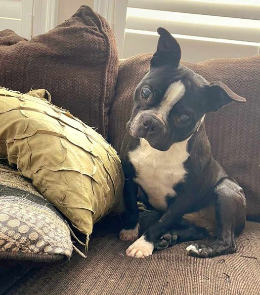 Adopt London, Ontario's JACK from happysplace.ca facebook.com/happysplacesen…… #LdnOnt #MiddlesexCounty #OxfordCounty #ElginCounty #StThomas #sttont #stthomasproud #lambtonshores #grandbend #portstanley #StThomasOn