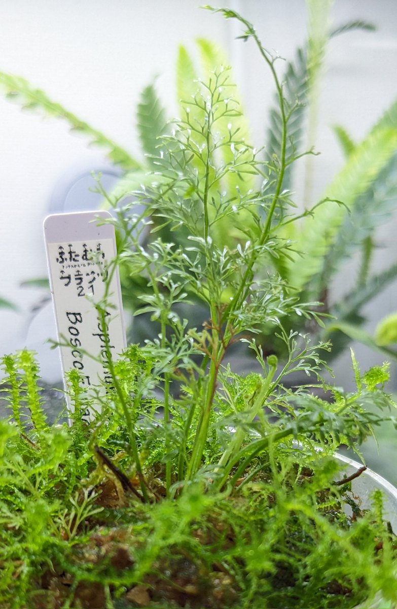 SouEbi_SeaSand's tweet image. 水苔が邪魔ですが、ランナーが出てきたの嬉しい！

#Asplenium