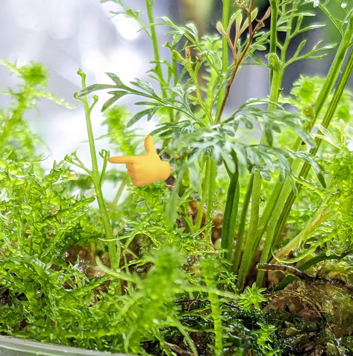 SouEbi_SeaSand's tweet image. 水苔が邪魔ですが、ランナーが出てきたの嬉しい！

#Asplenium