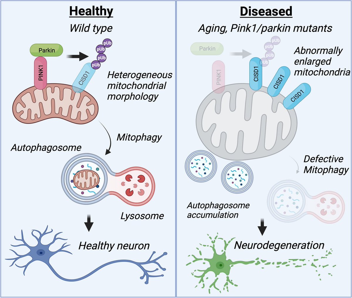 '#Mitochondrial CISD1/Cisd accumulation blocks #mitophagy and genetic or pharmacological inhibition rescues neurodegenerative phenotypes in #Pink1/#parkin models' @Aitor_Mtz @alsanchezmar Jake Pickering...@whitworth_lab @MRC_MBU #Parkinsons …arneurodegeneration.biomedcentral.com/articles/10.11…