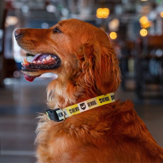 Doggy best friends are always welcome at @BrewdogWaterloo!!! #DogFriendly #DogPub #DogBeer #Southbank #LondonDogs #LondonLife @sidingswaterloo @southbanklondon