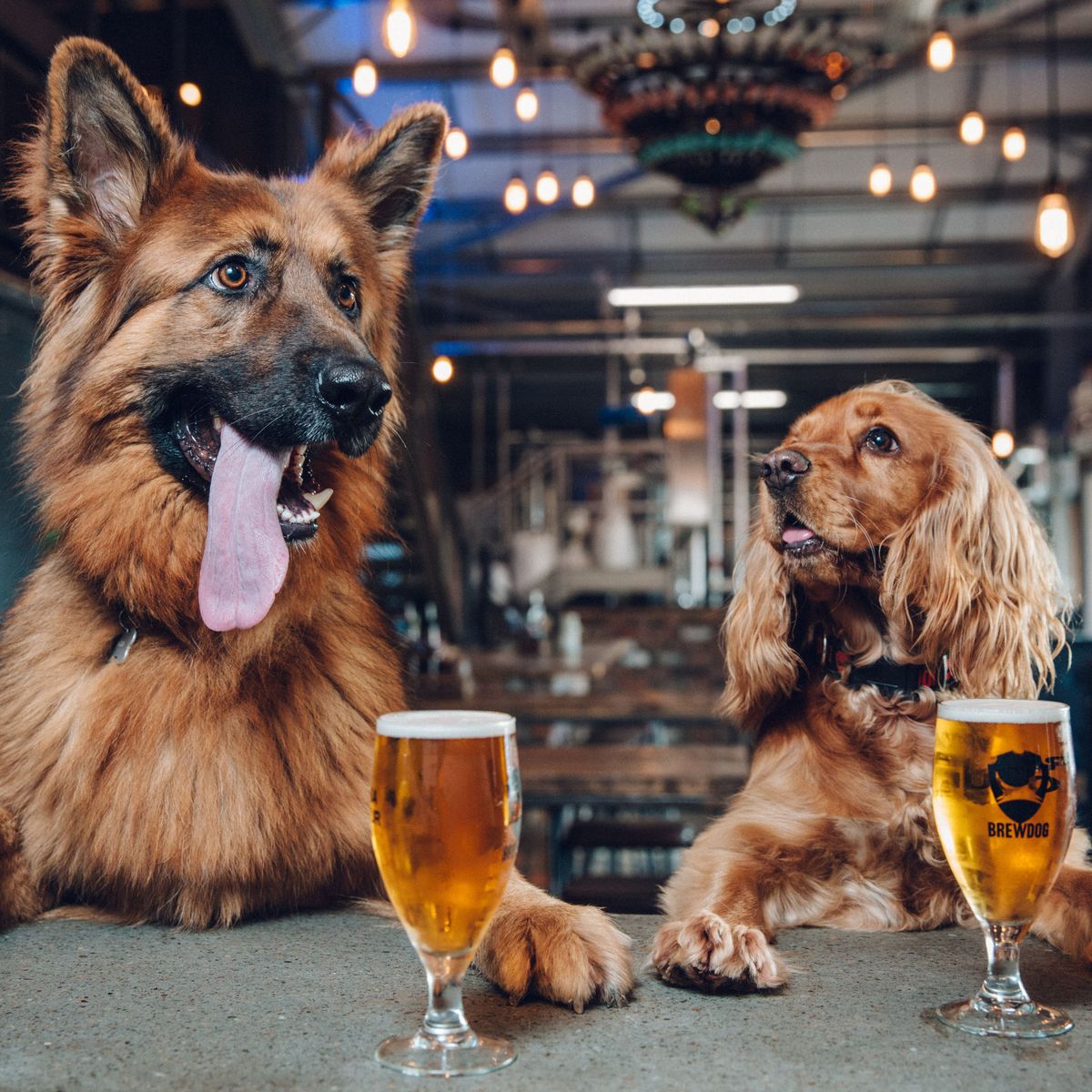 BrewdogWLoop tweet picture