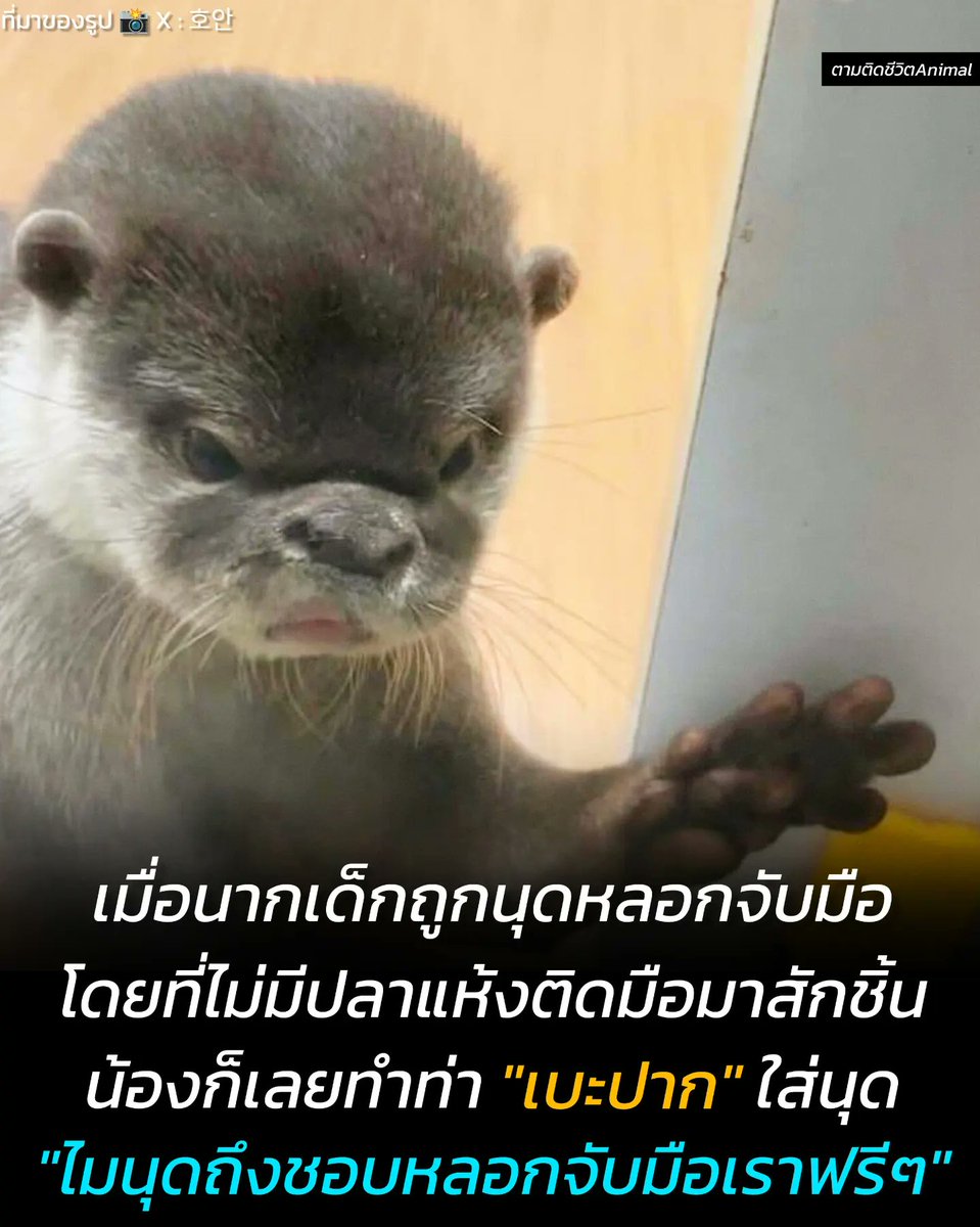 นากเด็กถูกนักท่องเที่ยวหลอกจับมือ โดยไม่มีปลาอบแห้งติดมาสักชิ้น พอน้องเห็นมือที่ว่างเปล่าก็เลยเอาหน้าไปแนบกระจก เหมือนกำลังทำท่า "เบะปาก" ใส่นุด 🦦😕
นากเด็ก : อะไรกันนุด หลอกจับมือเราอีกแล้ว 🫤