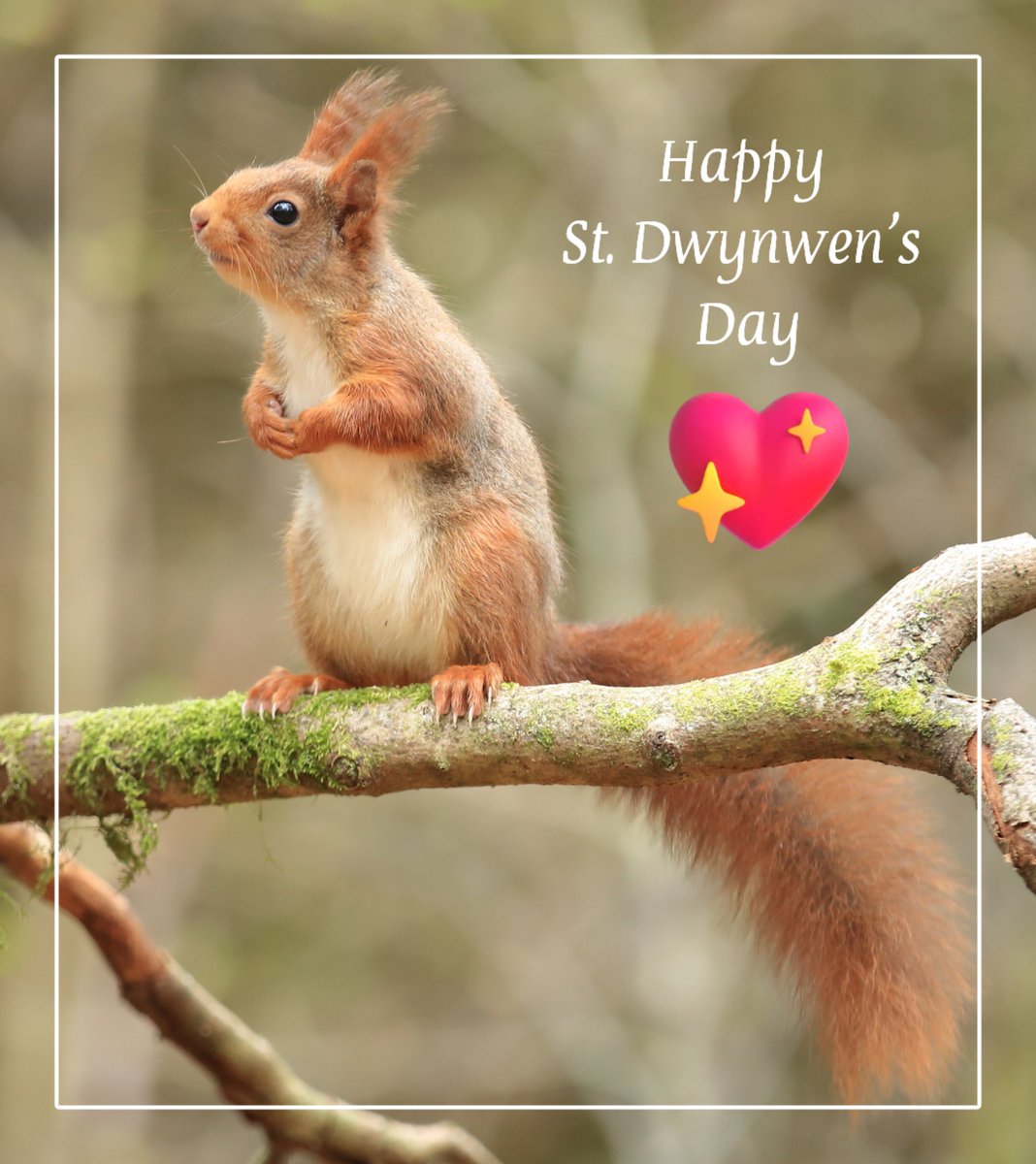 Today is St. Dwynwen's Day which is the Welsh equivalent of Valentines Day. To brighten your day we are sending some Welsh love from our beautiful Clocaenog Red Squirrels 💕 📷 Vic Paine CRST member. #StDwynwensDay #redsquirrels #redsquirrelconservation #magicalmammals